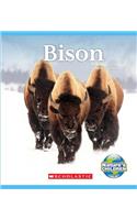 Bison (Nature's Children)