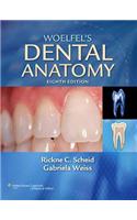 Woelfel's Dental Anatomy