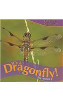 It's a Dragonfly!: (Everyday Wonders)