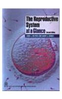 The Reproductive System At A Glance