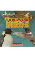 Superstar Birds