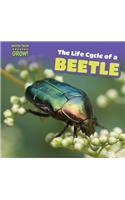 Life Cycle of a Beetle