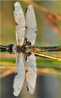 Beautiful Dragonfly Journal: 120 Page Lined Journal with a Dragonfly Photograph