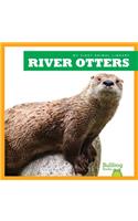 River Otters