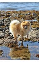 Pomeranian Dog Lined Journal