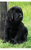 Black Lab Puppy Journal: Dog Wisdom Quotes(1 Puppy Days of Summer Notebook 6x9)