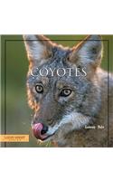 Coyotes