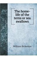 The Home-Life of the Terns or Sea Swallows