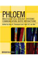 Phloem