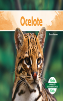 Ocelote (Ocelot): (Animales Sudamericanos (South American Animals))