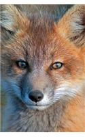 Red Fox Notebook & Journal. Productivity Work Planner & Idea Notepad: Brainstorm Thoughts, Self Discovery, To Do List