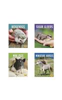 Cute and Unusual Pets