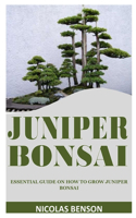 Juniper Bonsai