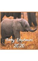 Baby Elephants Calendar 2020