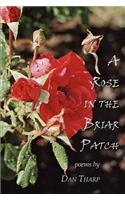 A Rose in the Briar Patch