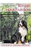 Bernese Mountain Dog - Colourful Through the Year 2018: Portraits of a Bernese Mountain Dog(Calvendo Animals)