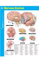 Nervous System Sparkcharts