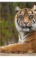 MindBlowing Cute Siberian Tiger Journal 3