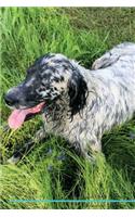 English Setter Affirmations Workbook English Setter Presents