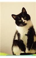 Curious Black and White Domestic Shorthair Cat Journal: 150 Page Lined Notebook/Diary