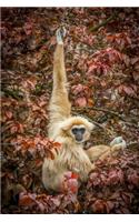 An Adorable Lar Gibbon Hylobates lar Hanging on a Tree Primate Journal: 150 Page Lined Notebook/Diary