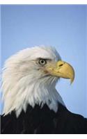 On Wings Like Eagles