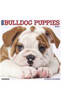 Just Bulldog Puppies 2020 Wall Calendar (Dog Breed Calendar)