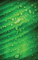 Dew Leaf Sketchbook