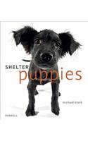 Shelter Puppies