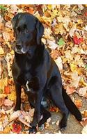 Journal Black Labrador Retriever Dog Sits Among Colorful Fall Leaves