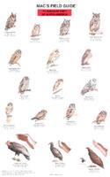 Mac's Field Guides: North American Birds of Prey