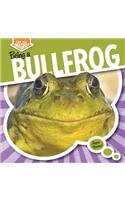 Being a Bullfrog