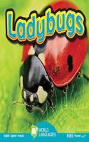 Ladybugs: (World Languages)