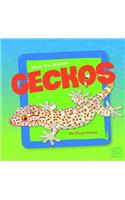 Geckos