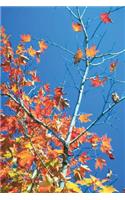 Journal Blue Sky Autumn Tree: (Notebook, Diary, Blank Book)(Seasonal Fall Photo Journals Notebooks Diaries)