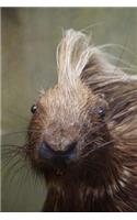 Porcupine with a Mohawk Close-Up Cute Animal Journal: 150 Page Lined Notebook/Diary