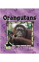 Orangutans