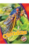 Cicadas