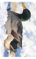 Mallard Duck Resting in the Snow Journal: Take Notes, Write Down Memories in this 150 Page Lined Journal
