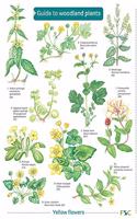 Guide to Woodland Plants