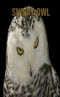 Snowy owl