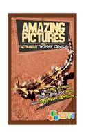 Amazing Pictures and Facts about Thorny Devils: The Most Amazing Fact Book for Kids about Thorny Devils