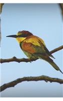 European Bee-Eater (Merops Apiaster) Bird Journal: 150 page lined notebook/diary