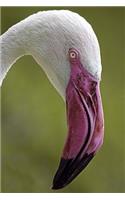 Cool Extreme Close-Up of a Flamingo in Profile Journal: 150 Page Lined Notebook/Diary