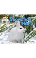 Snowshoe Hare: (Arctic Animals: Life Outside the Igloo)