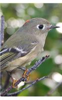 Ruby-Crowned Kinglet (Regulus Calendula) Bird Journal