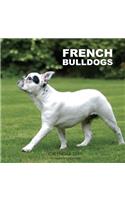 French Bulldogs Calendar 2019