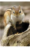 Chipmunk Blank Journal