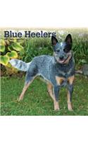 Blue Heelers 2020 Square