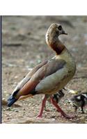 Ducks
